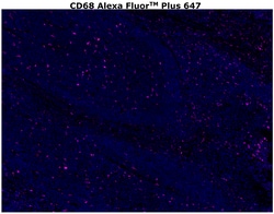 CD68 Monoclonal Antibody (KP1), Alexa Fluor™ Plus 647, Invitrogen™