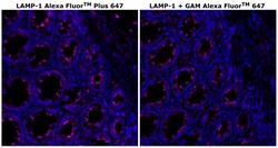 Invitrogen&trade;&nbsp;CD107a (LAMP-1) Monoclonal Antibody (eBioH4A3), Alexa Fluor&trade; Plus 647
