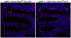 Invitrogen&trade;&nbsp;CD107a (LAMP-1) Monoclonal Antibody (eBioH4A3), Alexa Fluor&trade; Plus 647