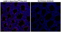 Invitrogen&trade;&nbsp;CD107a (LAMP-1) Monoclonal Antibody (eBioH4A3), Alexa Fluor&trade; Plus 647