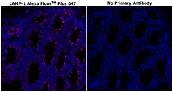 Invitrogen™ CD107a (LAMP-1) Monoclonal Antibody (eBioH4A3), Alexa Fluor™ Plus 647