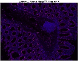 Invitrogen&trade;&nbsp;CD107a (LAMP-1) Monoclonal Antibody (eBioH4A3), Alexa Fluor&trade; Plus 647