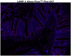 Invitrogen&trade;&nbsp;CD107a (LAMP-1) Monoclonal Antibody (eBioH4A3), Alexa Fluor&trade; Plus 647