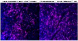 Invitrogen™ CD138 Monoclonal Antibody (MI15), Alexa Fluor™ Plus 647
