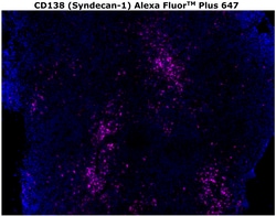 CD138 Monoclonal Antibody (MI15), Alexa Fluor™ Plus 647, Invitrogen™
