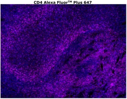 CD4 Monoclonal Antibody (N1UG0), Alexa Fluor™ Plus 647, Invitrogen™