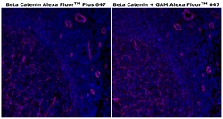 Invitrogen&trade;&nbsp;beta Catenin Monoclonal Antibody (15B8), Alexa Fluor&trade; Plus 647