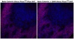 Invitrogen beta Catenin Monoclonal Antibody (15B8), Alexa Fluor Plus 647 500 &mu;L | Buy Online | Invitrogen&trade; | Fisher Scientific