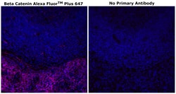 Invitrogen beta Catenin Monoclonal Antibody (15B8), Alexa Fluor Plus 647 500 &mu;L | Buy Online | Invitrogen&trade; | Fisher Scientific