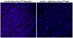 FOXP3 Monoclonal Antibody (236A/E7), Alexa Fluor&trade; Plus 647, Invitrogen&trade;