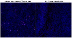 FOXP3 Monoclonal Antibody (236A/E7), Alexa Fluor&trade; Plus 647, Invitrogen&trade;