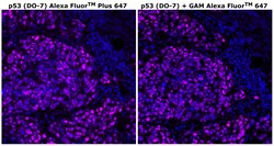 Invitrogen&trade;&nbsp;p53 Monoclonal Antibody (DO-7), Alexa Fluor&trade; Plus 647