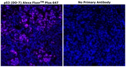 Invitrogen&trade;&nbsp;p53 Monoclonal Antibody (DO-7), Alexa Fluor&trade; Plus 647
