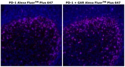 Invitrogen&trade;&nbsp;PD-1 (CD279) Recombinant Rabbit Monoclonal Antibody (RM309), Alexa Fluor&trade; Plus 647