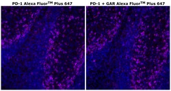 Invitrogen™ PD-1 (CD279) Recombinant Rabbit Monoclonal Antibody (RM309), Alexa Fluor™ Plus 647