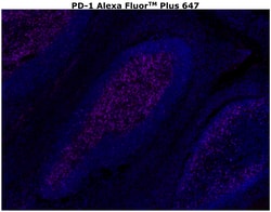 Invitrogen&trade;&nbsp;PD-1 (CD279) Recombinant Rabbit Monoclonal Antibody (RM309), Alexa Fluor&trade; Plus 647