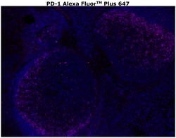 Invitrogen&trade;&nbsp;PD-1 (CD279) Recombinant Rabbit Monoclonal Antibody (RM309), Alexa Fluor&trade; Plus 647