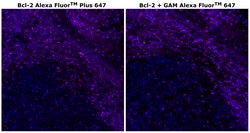 Invitrogen&trade;&nbsp;Bcl-2 Monoclonal Antibody (Bcl-2-100), Alexa Fluor&trade; Plus 647