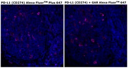 Invitrogen&trade;&nbsp;PD-L1 (CD274) Recombinant Rabbit Monoclonal Antibody (RM320), Alexa Fluor&trade; Plus 647