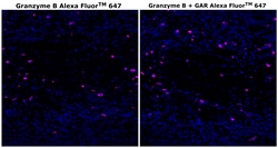 Invitrogen Granzyme B Monoclonal Antibody (496B), Alexa Fluor Plus 647