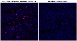 Invitrogen Granzyme B Monoclonal Antibody (496B), Alexa Fluor Plus 647