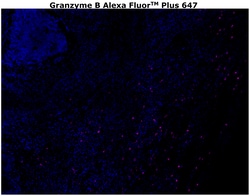 Invitrogen Granzyme B Monoclonal Antibody (496B), Alexa Fluor Plus 647