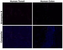 Invitrogen™ Granzyme B Monoclonal Antibody (496B), Alexa Fluor™ Plus 647