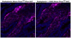 Invitrogen&trade;&nbsp;Podoplanin Monoclonal Antibody (NZ-1.3), Alexa Fluor&trade; Plus 647