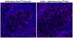 Invitrogen™ CD45 Monoclonal Antibody (CD45-2B11), Alexa Fluor™ Plus 647