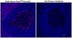 Invitrogen&trade;&nbsp;CD45 Monoclonal Antibody (CD45-2B11), Alexa Fluor&trade; Plus 647