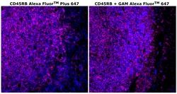 CD45RB Monoclonal Antibody (PD7/26), Alexa Fluor™ Plus 647