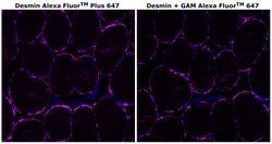 Invitrogen&trade;&nbsp;Desmin Monoclonal Antibody (DE-U-10), Alexa Fluor&trade; Plus 647