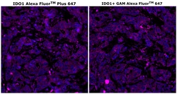Invitrogen IDO Monoclonal Antibody (V1NC3IDO), Alexa Fluor Plus 647 500