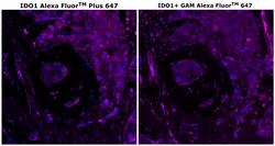 Invitrogen™ IDO Monoclonal Antibody (V1NC3IDO), Alexa Fluor™ Plus 647