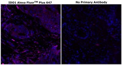 Invitrogen IDO Monoclonal Antibody (V1NC3IDO), Alexa Fluor Plus 647 500