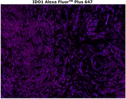 Invitrogen IDO Monoclonal Antibody (V1NC3IDO), Alexa Fluor Plus 647 500