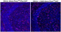 Invitrogen CD11c Monoclonal Antibody (118/A5), Alexa Fluor Plus 647 100