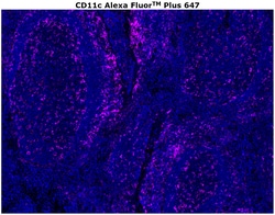 Invitrogen CD11c Monoclonal Antibody (118/A5), Alexa Fluor Plus 647 100