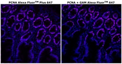 PCNA Monoclonal Antibody (PC10), Alexa Fluor&trade; Plus 647, Invitrogen&trade;