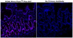 PCNA Monoclonal Antibody (PC10), Alexa Fluor&trade; Plus 647, Invitrogen&trade;
