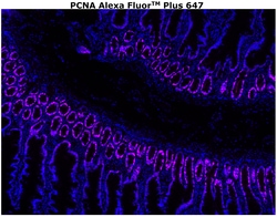 PCNA Monoclonal Antibody (PC10), Alexa Fluor™ Plus 647, Invitrogen™