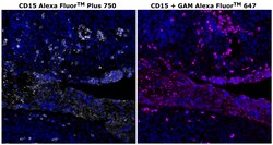 Invitrogen CD15 Monoclonal Antibody (MMA), Alexa Fluor Plus 750 500 &mu;L;