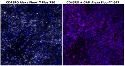 Invitrogen CD45RO Monoclonal Antibody (UCHL1), Alexa Fluor Plus 750 500