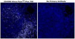 Invitrogen CD45RO Monoclonal Antibody (UCHL1), Alexa Fluor Plus 750 500