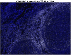 Invitrogen CD45RO Monoclonal Antibody (UCHL1), Alexa Fluor Plus 750 500