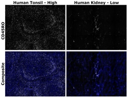 Invitrogen™ CD45RO Monoclonal Antibody (UCHL1), Alexa Fluor™ Plus 750