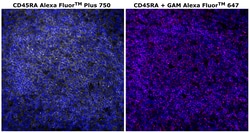Invitrogen&trade;&nbsp;CD45RA Monoclonal Antibody (HI100), Alexa Fluor&trade; Plus 750