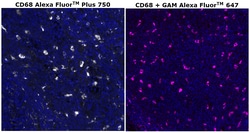 Invitrogen&trade;&nbsp;CD68 Monoclonal Antibody (KP1), Alexa Fluor&trade; Plus 750