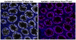 Invitrogen&trade;&nbsp;CD326 (EpCAM) Monoclonal Antibody (VU-1D9), Alexa Fluor&trade; Plus 750