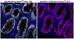 Invitrogen CD326 (EpCAM) Monoclonal Antibody (VU-1D9), Alexa Fluor Plus 750 500 &mu;L | Buy Online | Invitrogen&trade; | Fisher Scientific